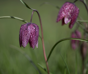Snake’s Head Fritillaries