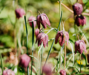 Snake’s Head Fritillaries