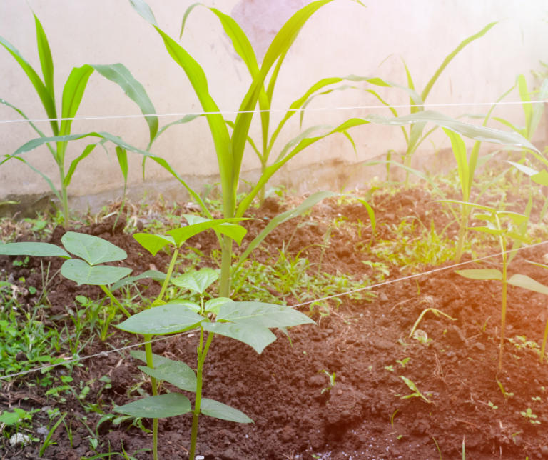 Companion planting
