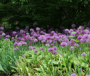 Allium