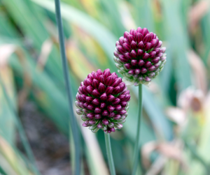 Alliums