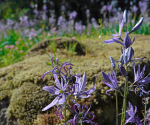 Camassia