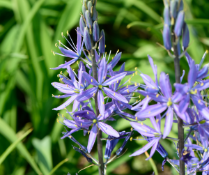 Camassia