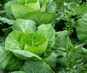 Companion planting
