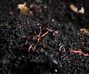 Worms in Vermicast