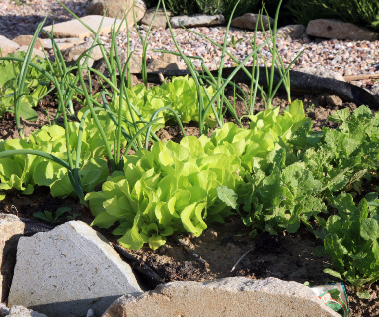 Companion planting