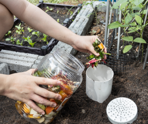 Feeding In ground worm composter