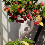Dwarf/patio fruit trees
