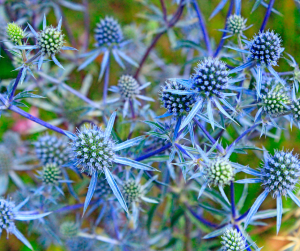 Sea Holly