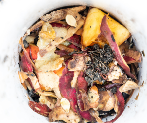 Food inside In ground worm composter