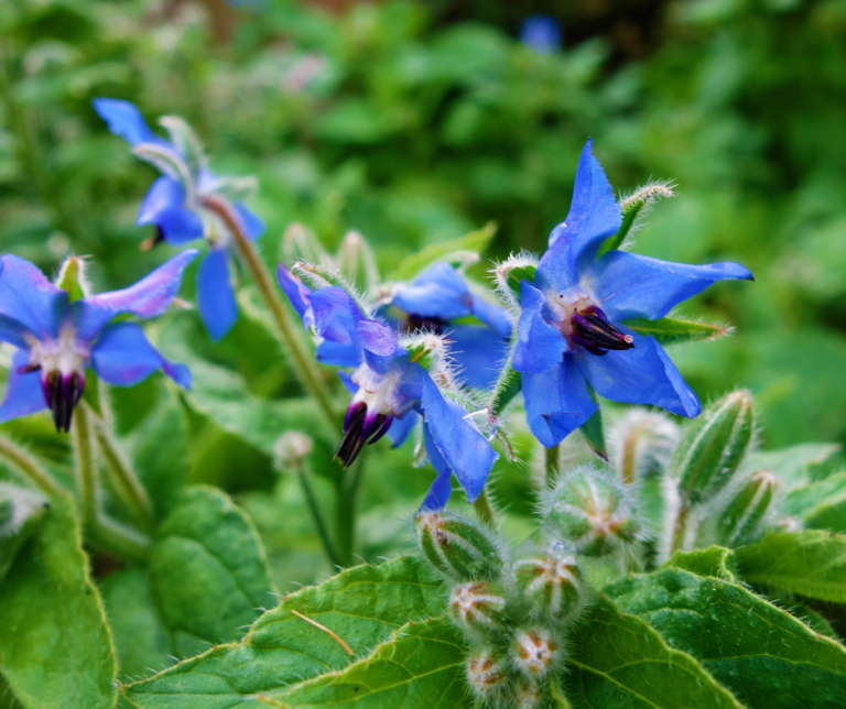 Borage
