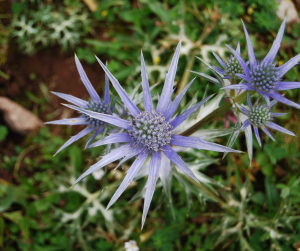 Sea holly
