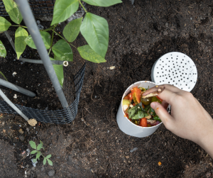 Adding food to In ground worm composter