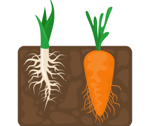 Taproots