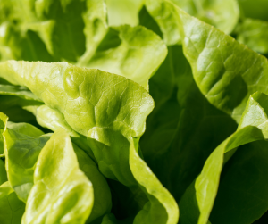 Lettuce