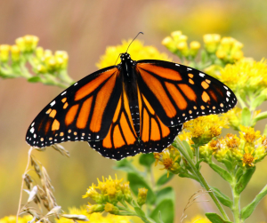 Monarch butterfly feeding on yellow goldenrod flowers in wildlife-friendly garden