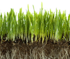 Fibrous Roots