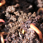 Vermicomposter with worms