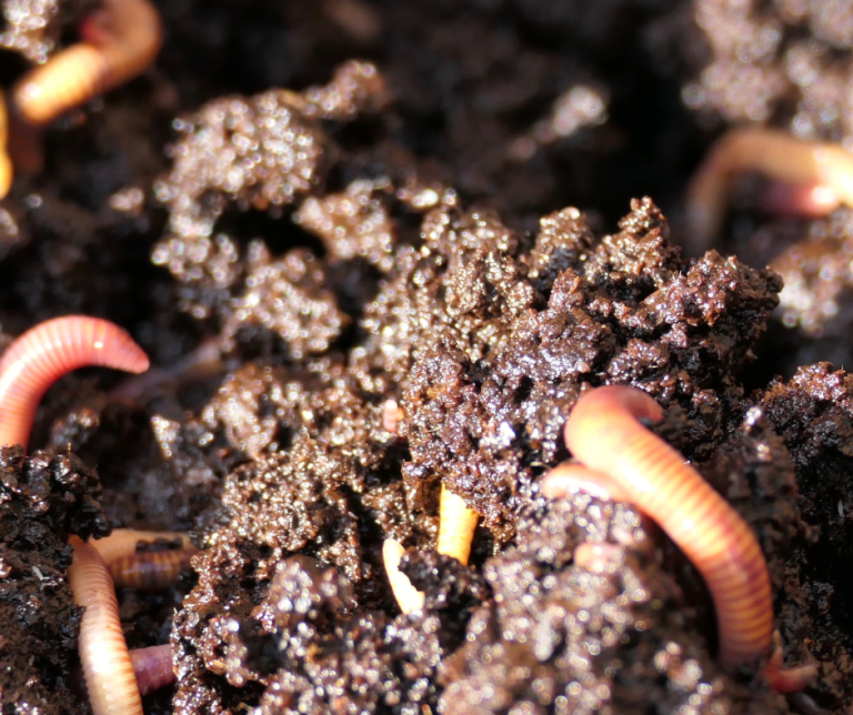 Vermicomposter with worms
