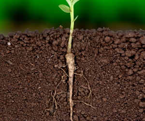 Tap Roots