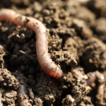 Worm