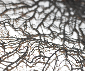 Spreading roots