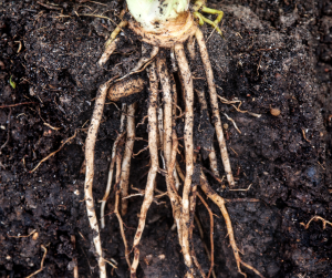 Taproots