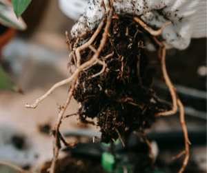 Spreading Roots