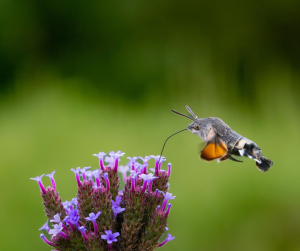 Hummingbird hawk-moth hovering near purple flowers, feeding with long proboscis in eco garden