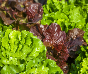 Lettuce