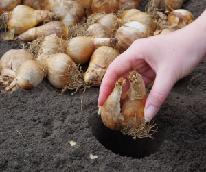 Bulb Planting
