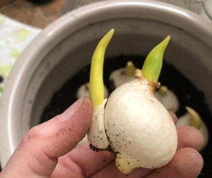 Bulb forming offset