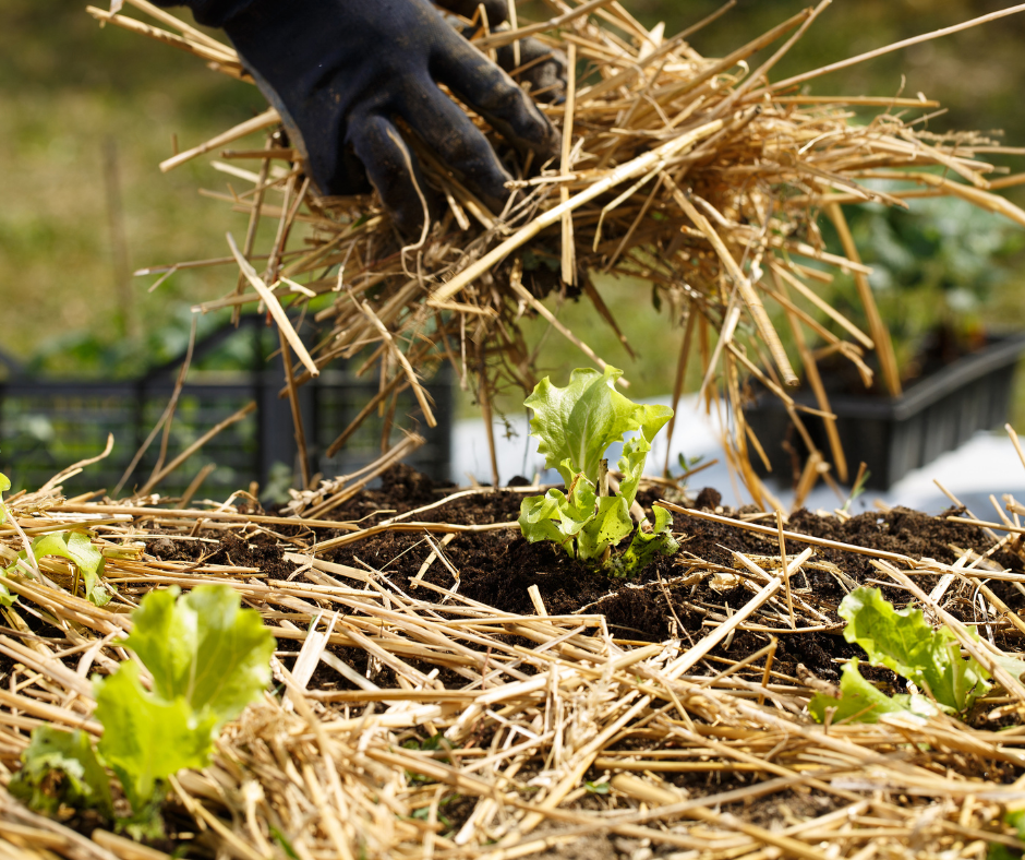 Mulching