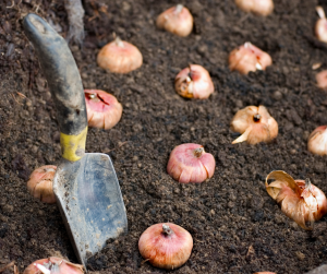 Bulb Planting