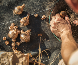 Bulb Planting