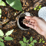 Inground Vermicomposter