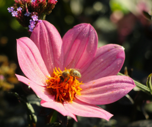 Bee foraging on dew-covered pink flower with orange stamens (cosmos) in organic garden