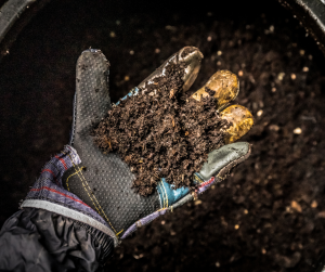 Harvest Vermicast