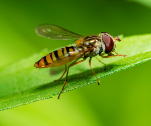 Hoverfly resting on green leaf in pollinator habitat, showing striped abdomen and transparent wings