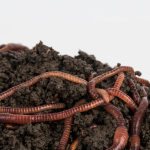 Worms