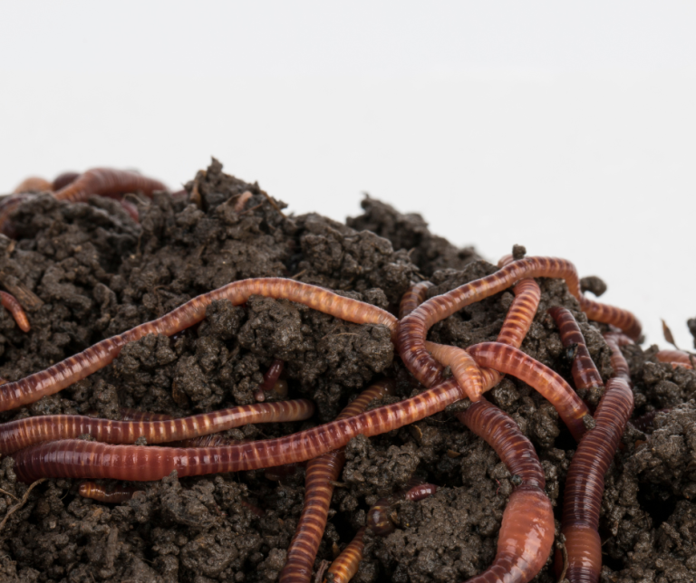 Worms