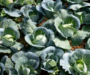 Spring Cabbage
