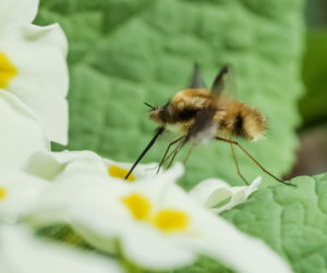 Bee-fly hovering near white flower with yellow center (primula), feeding on nectar in pesticide-free garden
