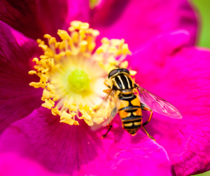 Hoverfly perched on vibrant magenta flower with yellow stamens in pollinator-supporting garden