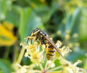 Wasp covered in pollen on pale yellow flower, highlighting its role in natural pollination