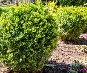 Box Hedge