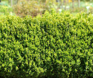 Box Hedge