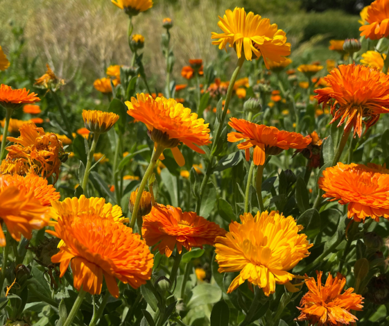 Calendula