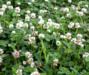Clover