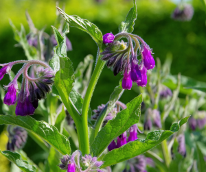 Comfrey